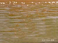 ����ʪ�ص���̬���� 