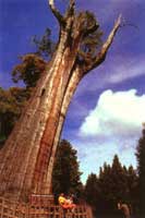 ����ɽ��ľ