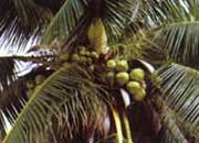 ��ʵ���۵�Ҭ����