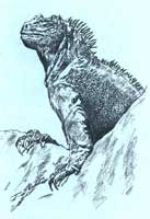 ��¡Ⱥ���ϵ�����