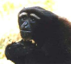 ��ü����Գ