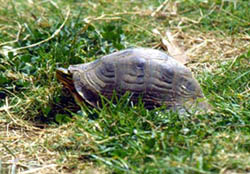 �����տǹ�