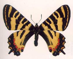 �л������