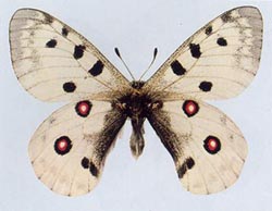 �����޾��