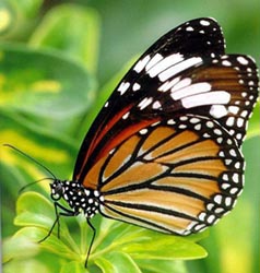 �����ذߵ�