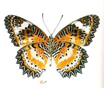 ̩ȹ���̵�������