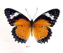 ̩ȹ���̵�������