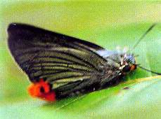 ���̳�Ū��