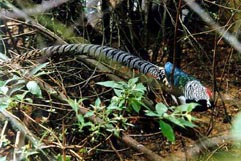 �׸�����