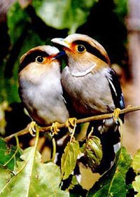 ����˿����