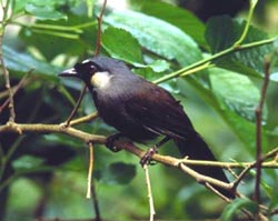 �ں�����