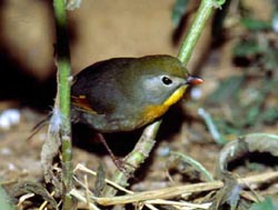 ������˼��