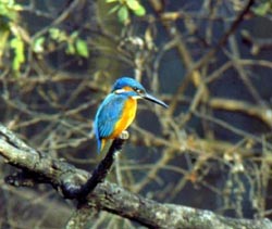 ��ͨ����