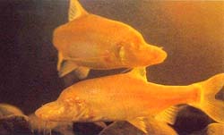 ���۽�����