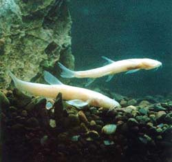 ����ä��ԭ��