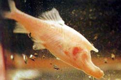 ͸��������