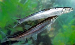 ���˰���