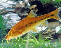 ���ɽ�����