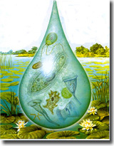 一滴水中的原生动物