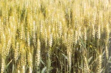 ����������С����Ʒ��