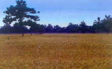 �����Ļ���������ͩ��С�����