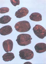 ̼����ʳ��