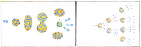 Ô×ÓÁѱä×Ô³ÖÁ´Ê½·´Ó¦