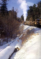 ר����·�е�ɭ����·